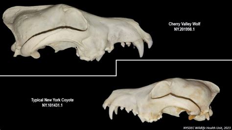 DEC wolf findings advance NYS animal studies